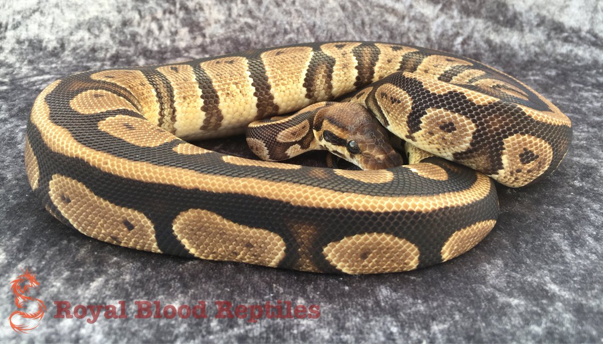 Royal Blood Reptiles tweet media