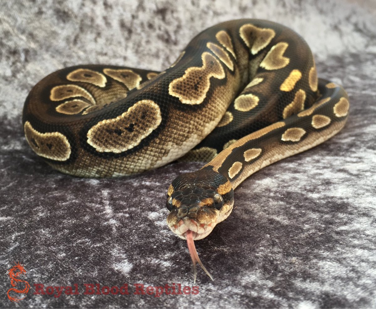 Royal Blood Reptiles tweet media