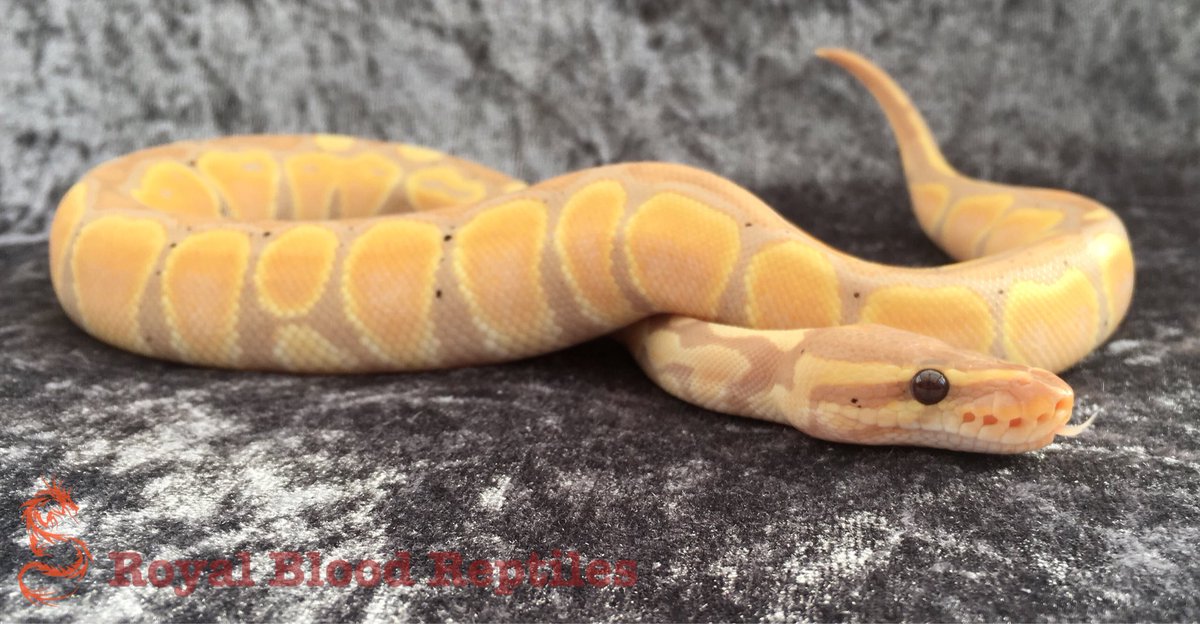 Royal Blood Reptiles tweet media