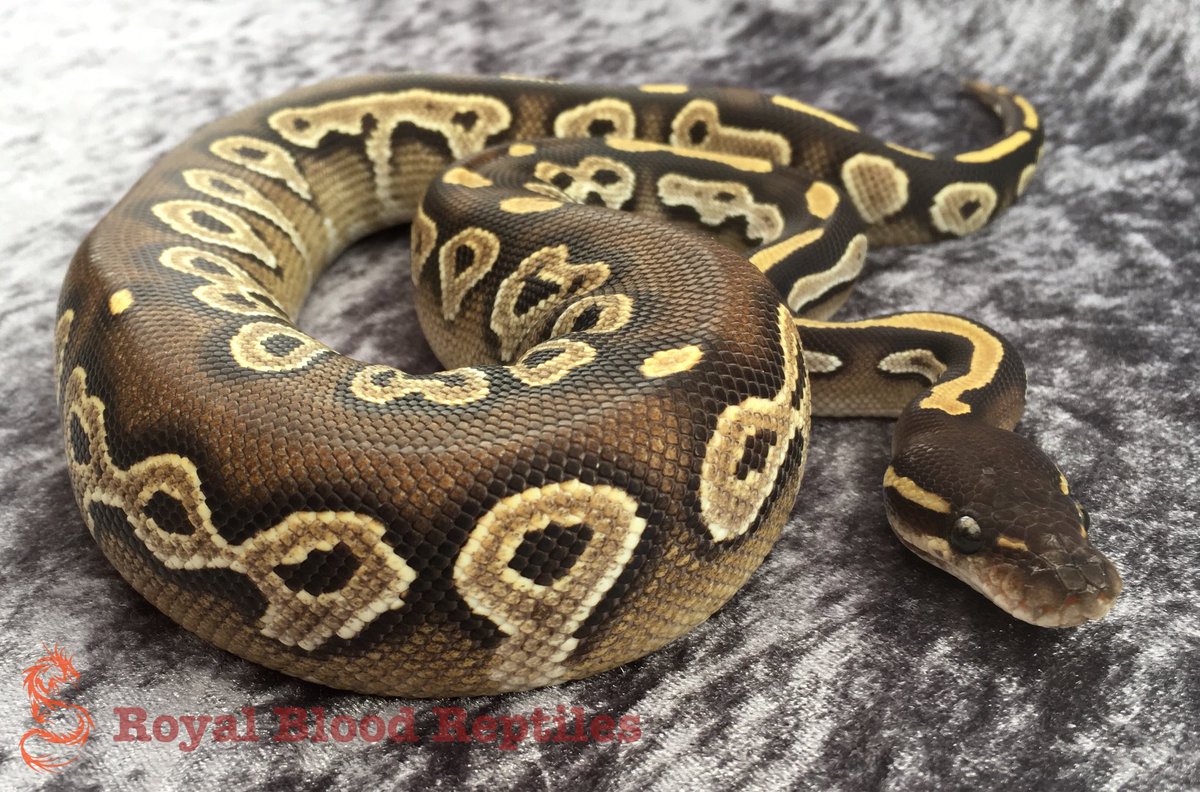 Royal Blood Reptiles tweet media