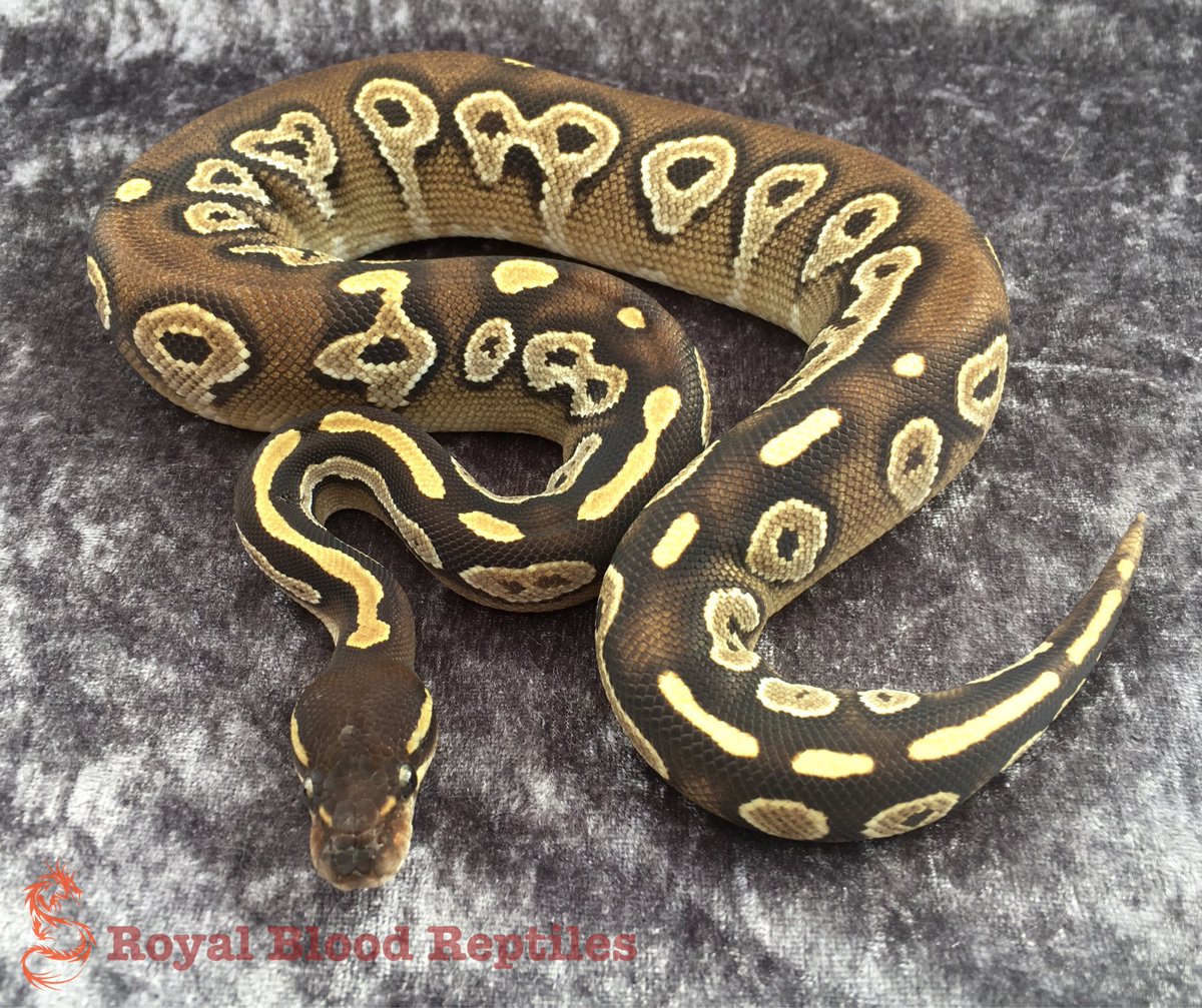 Royal Blood Reptiles tweet media