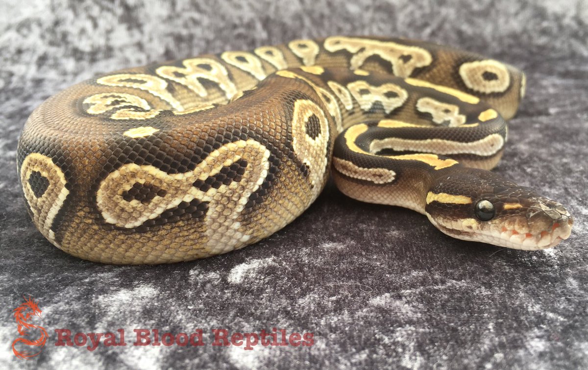 Royal Blood Reptiles tweet media