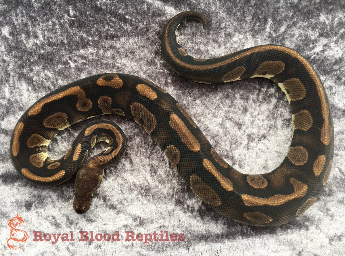 Royal Blood Reptiles tweet media