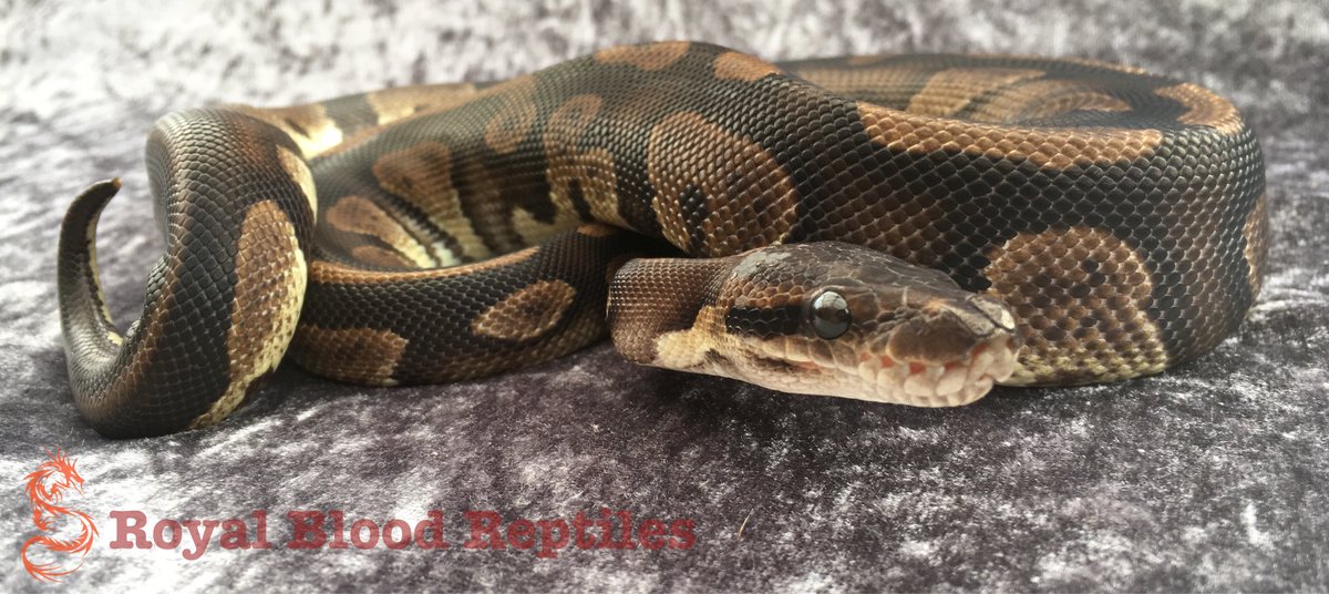 Royal Blood Reptiles tweet media