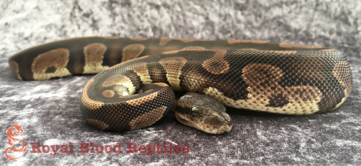 Royal Blood Reptiles tweet media