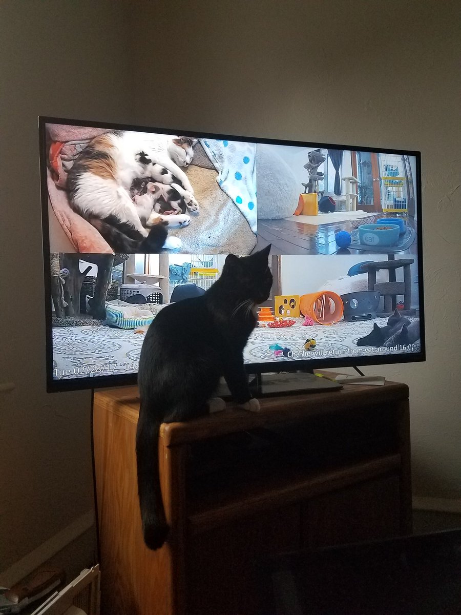 TheMegaPrimus's tweet photo. @kitten_academy My kitten, Castiel, loves to come and watch the stream when I put it on the big screen. https://t.co/L1B3vZgxJM