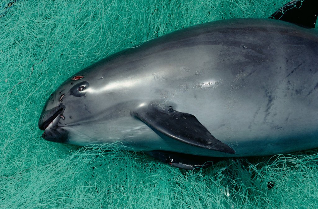The sad (probable) end to the #vaquita: nytimes.com/2017/02/27/sci…
