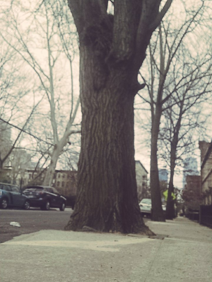 SunshineTheTree's tweet photo. Someone took off my tag!!! Who would possibly do something that bad!?! 😫😫😒😒😤😤😩😩
#treespeech https://t.co/kNq7QM9GtX