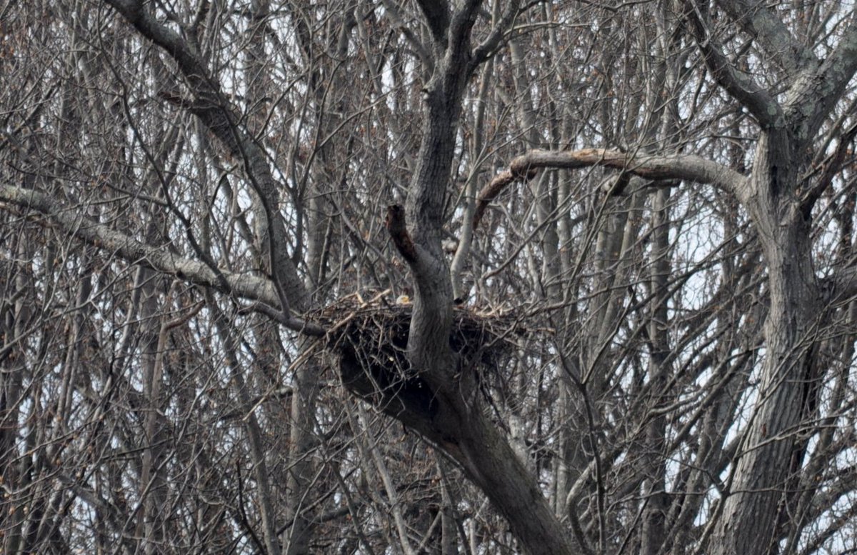 AnnapCreative's tweet photo. Fish need good water quality. And bald eagles need fish. Today on the South River with @MDRiverKeeper @SouthRiverFed @1430WNAV. https://t.co/wXgOwFtXe5