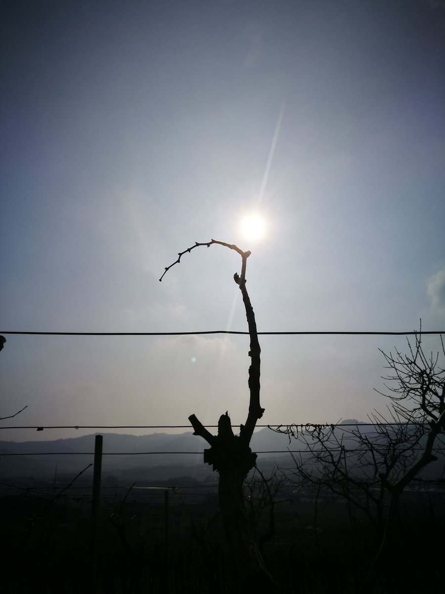 garganuda's tweet photo. The long journey of life towards the light.
#garganudavulcano #soavewine #biodynamicgrapes #organicwine #season2017 #lifenatural @SoaveWine https://t.co/dPxUScLvY7
