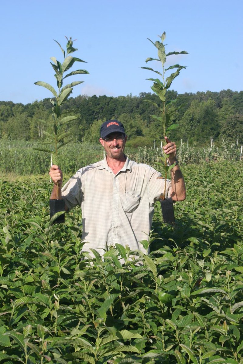 Chestnut trees. Deer love them and so do land managers. Pic courtesy of Chestnut Hill Tree Farm.