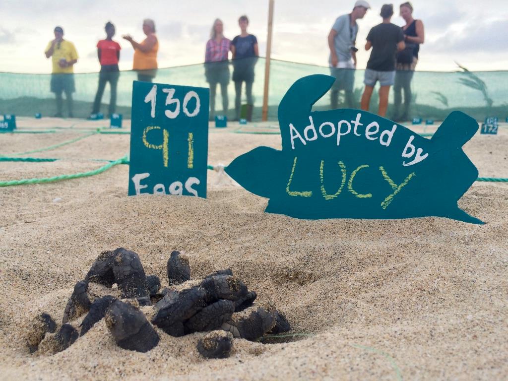 RiuHoteles's tweet image. You too can protect #seaturtles while on holiday in #CapeVerde: ow.ly/ZYS5309rsDR 🐢