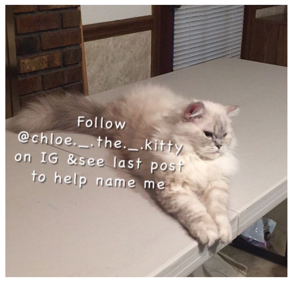 ChloeTheKitty_'s tweet photo. I'm new to the family! Help name me! https://t.co/I8FXZA4dwV