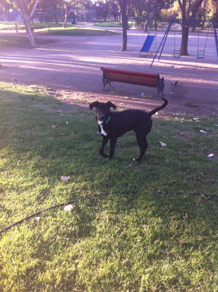acarmonareyes's tweet photo. Mochito (1 año) necesita hogar definitivo o temporal. Puede llegar a ser un gran guardián en un sitio o galpón. Lo entregamos esterilizado. https://t.co/Op1GyJQfcd