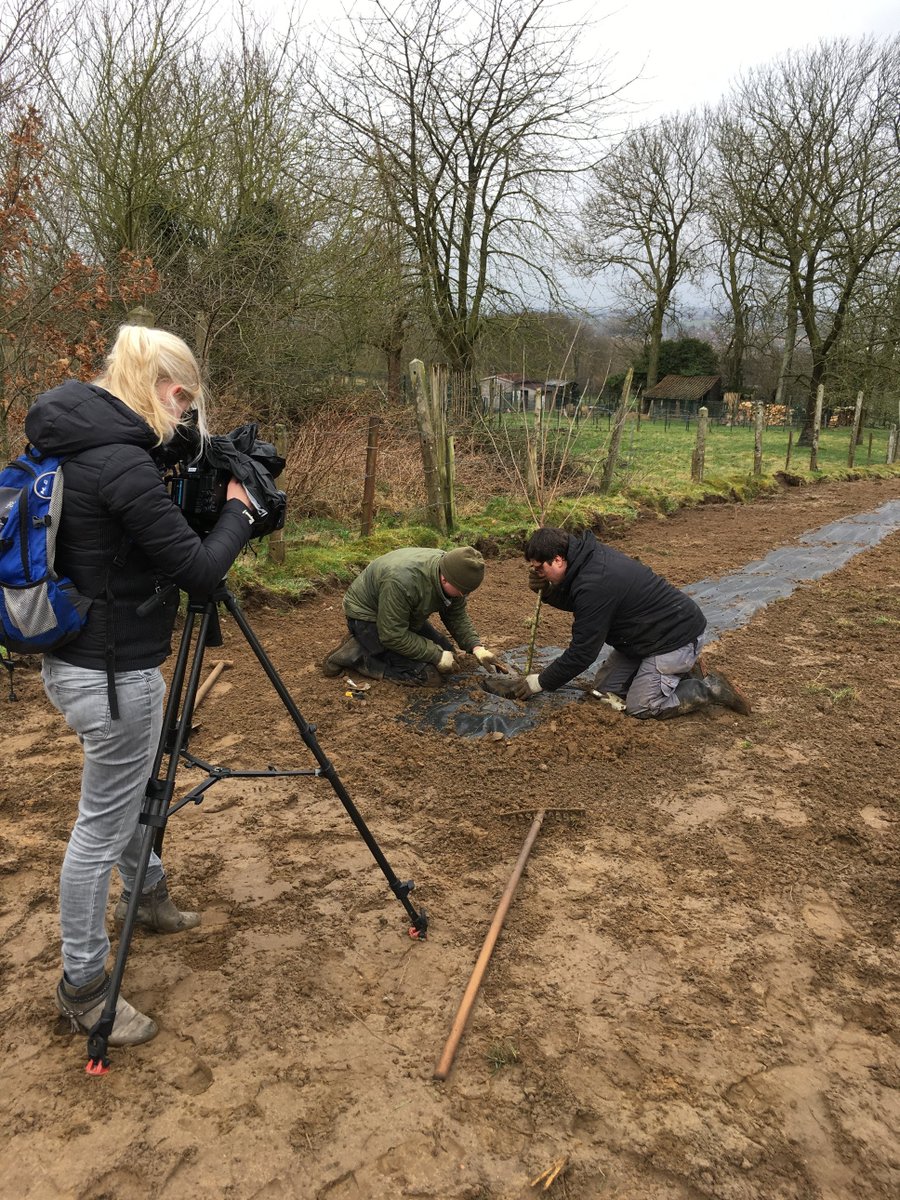 Schaarbeekse Cherry Orchard planted @ oudbeersel