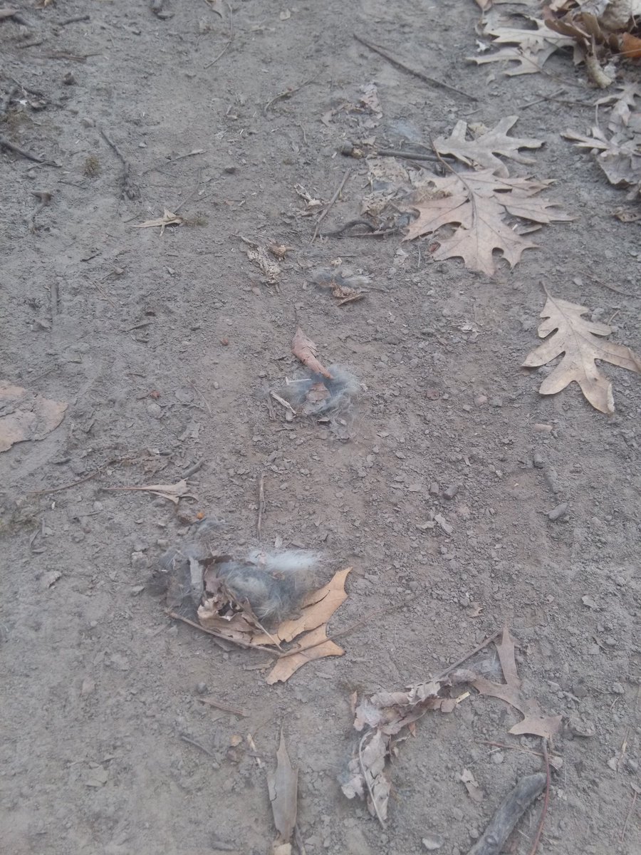 Timur37's tweet photo. Looks like something was a hare to slow on Corby N. Trail. https://t.co/U2azgjae0G