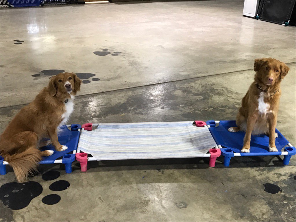 YourDogsHero's tweet image. Bookends! #ducktoller #dogtrainingfun