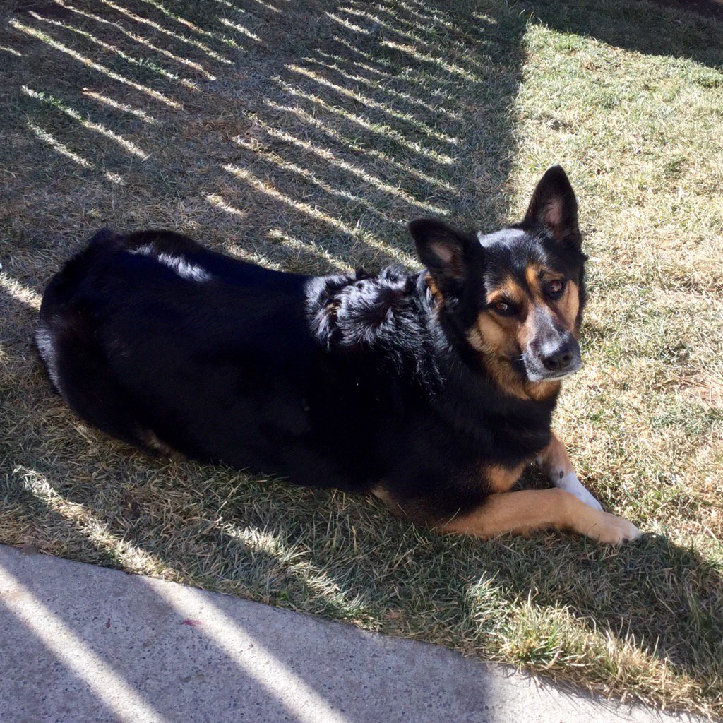 mol84's tweet photo. My Lexy-Loo #cutest #love #bestfriend https://t.co/pT7ULe6mW1