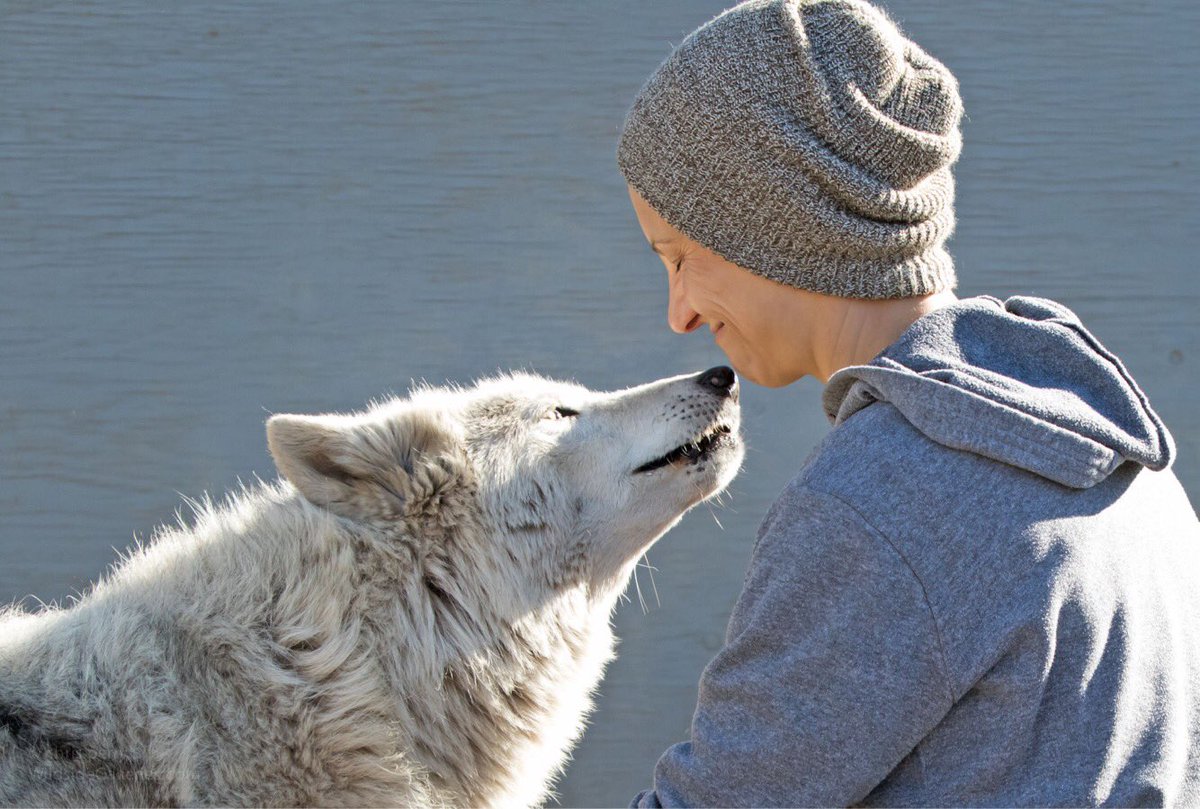 Happy Tuesday 🐺❤️Win 2 tix to our 2/25 hike by posting your ❤️for wolves &amp; using #wolfconnectioncontest Hope to see you! #protectourwolves