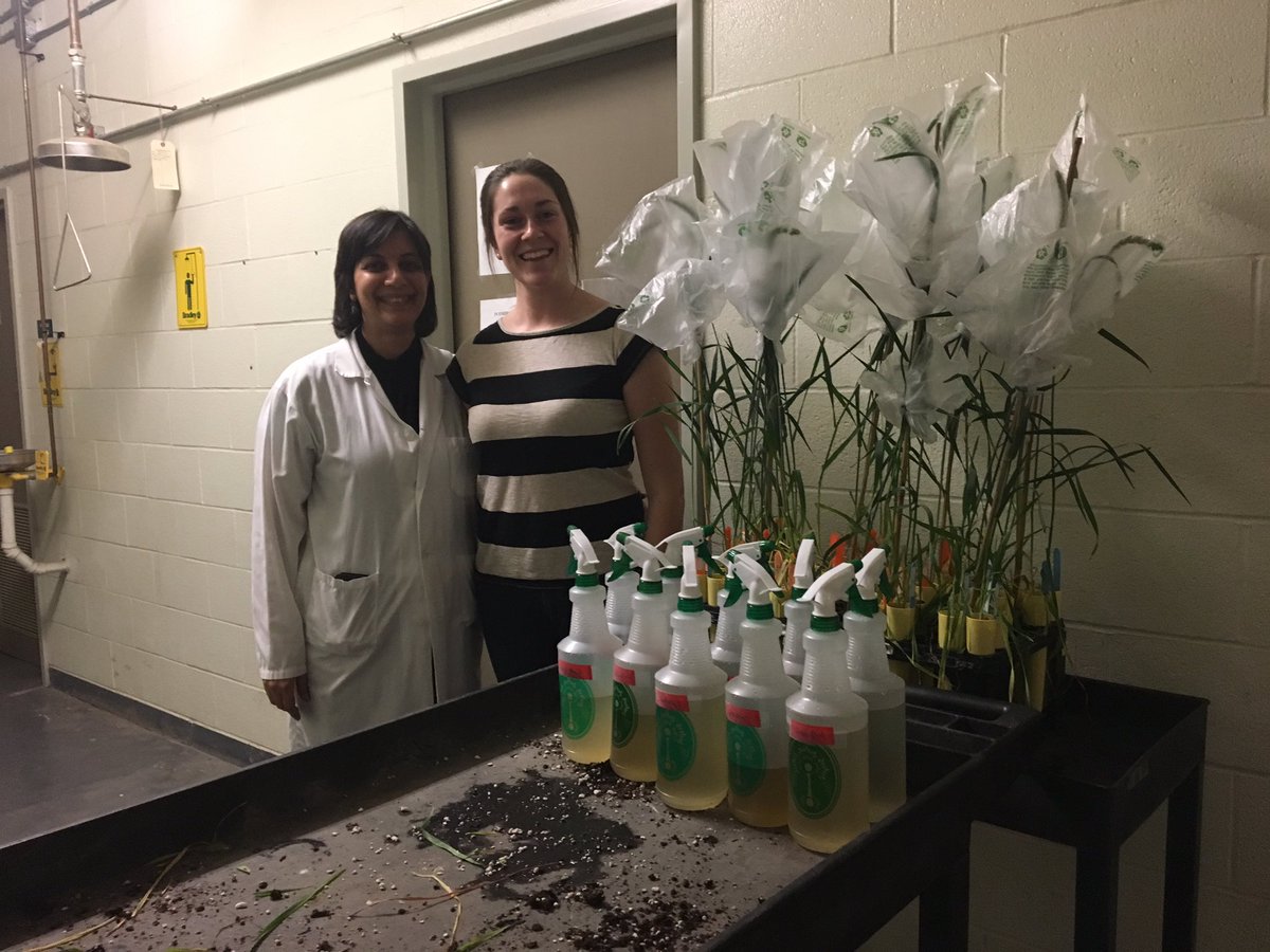 NavabiWheat's tweet photo. Testing 10 #Fusarium isolates/#chemotypes on a set of wheat genotypes: Kerin Hudson @UofGuelphOAC undergrad working with @mitraserajazari https://t.co/Niqziypzcr