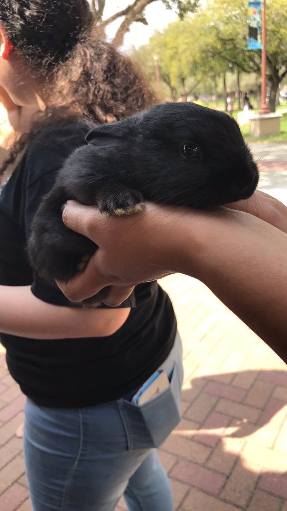 TAMUKDM's tweet photo. Stop by the Pavilion from 11-2pm to pet some animals and support Dance Marathon🐥🐰 https://t.co/fYEzyYzDDD