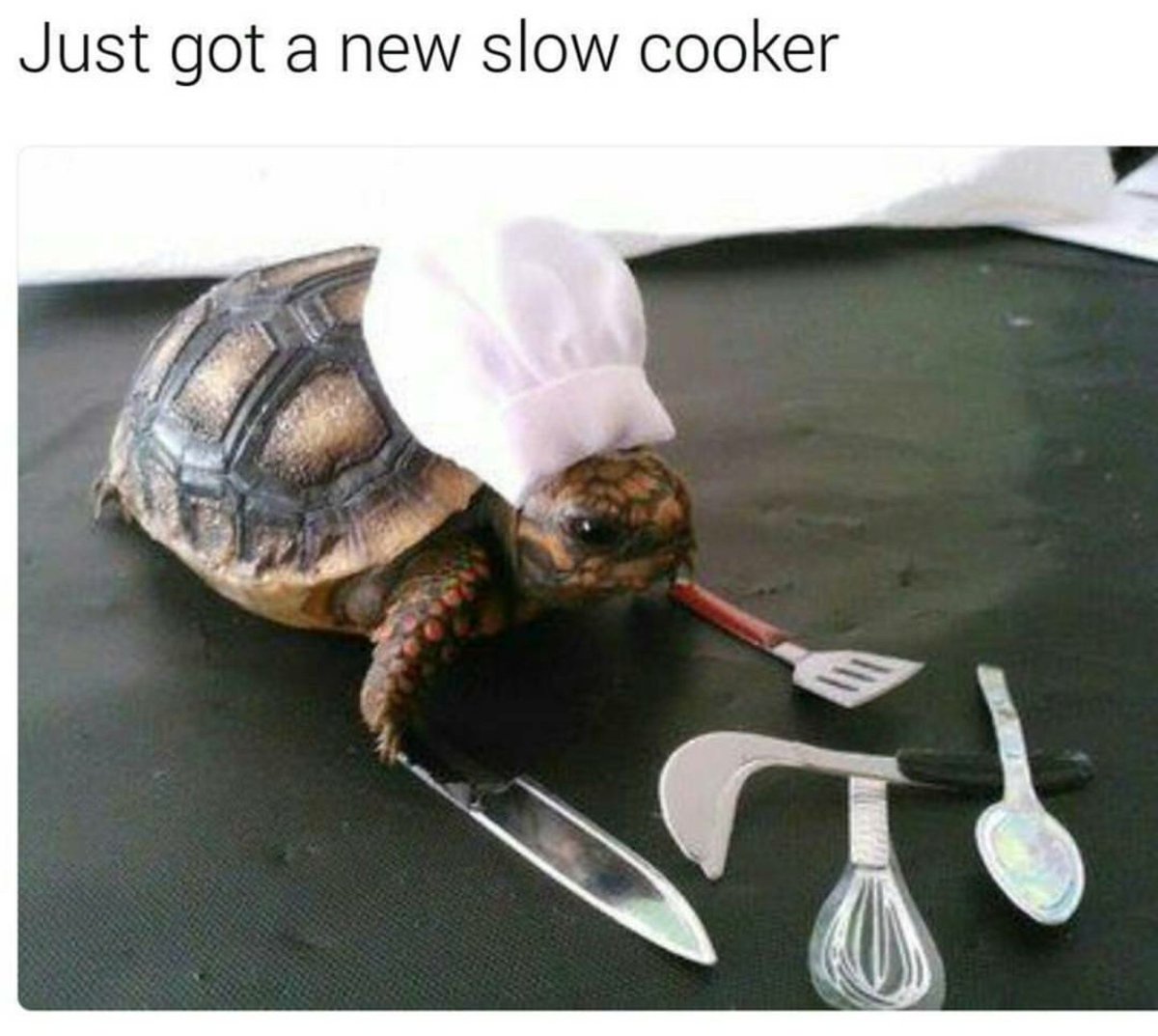 Reptile Problems (@reptileprobs) on Twitter photo 