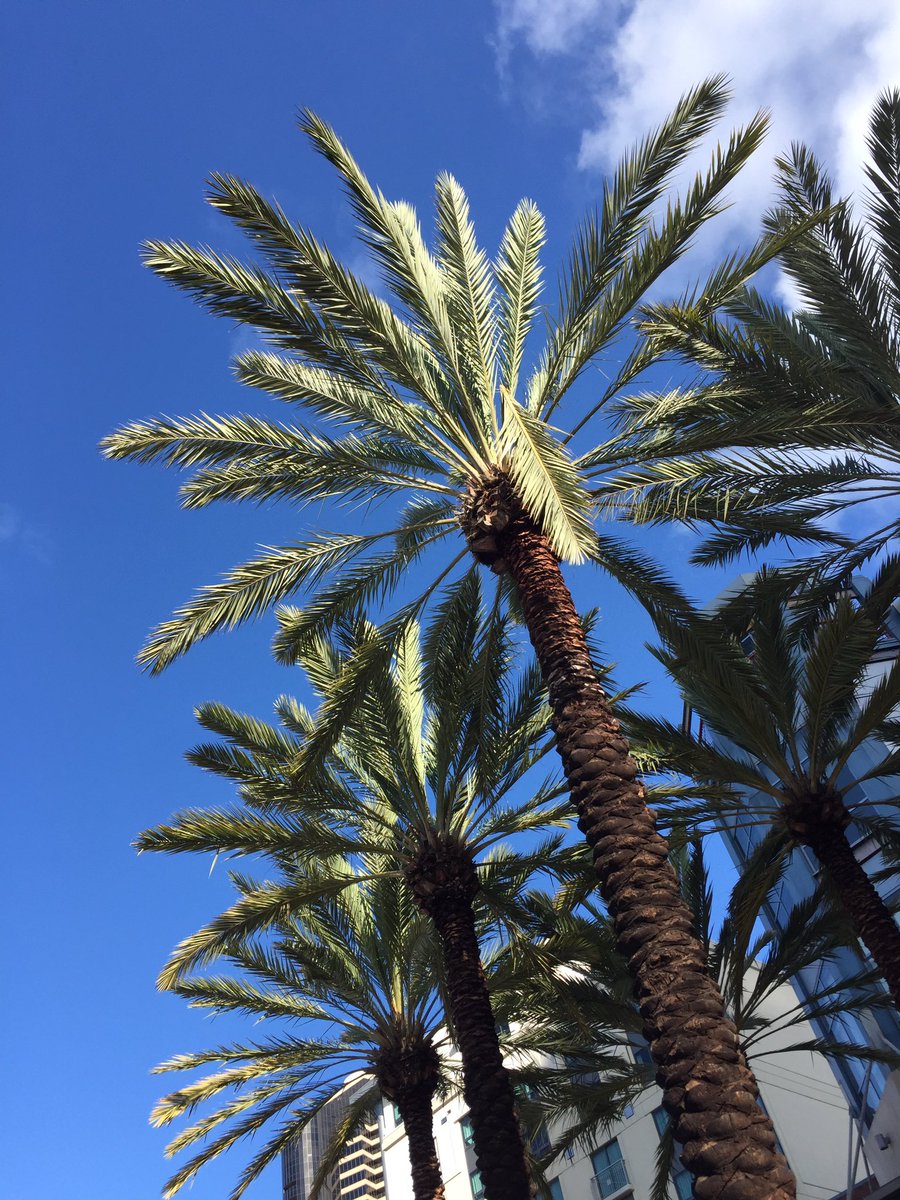 ta_sutton's tweet photo. San Diego sunshine!  #happyitsnotraining #sandiegosunshine https://t.co/5s1fbY7aL8