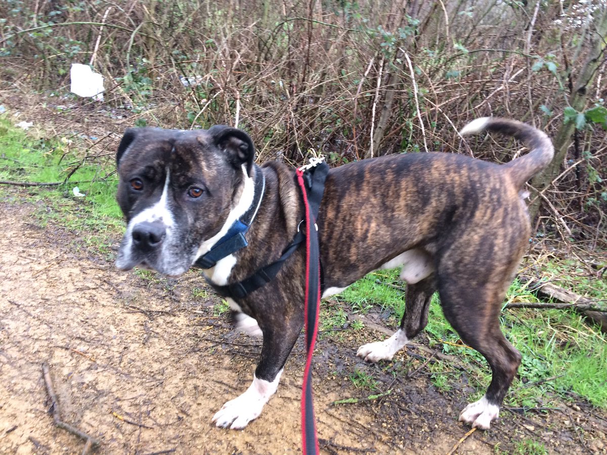 Our lovely new boy Buddy, please share his pic to help him find a home🐾❤️