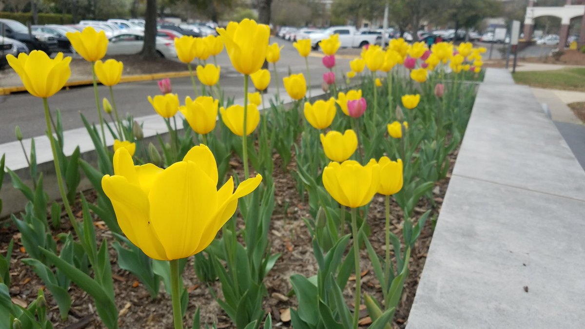 JagwireEric's tweet photo. So it's the 28th of what month? Whatever the date, @AUG_University is beautiful. https://t.co/wvHhHPHUqa