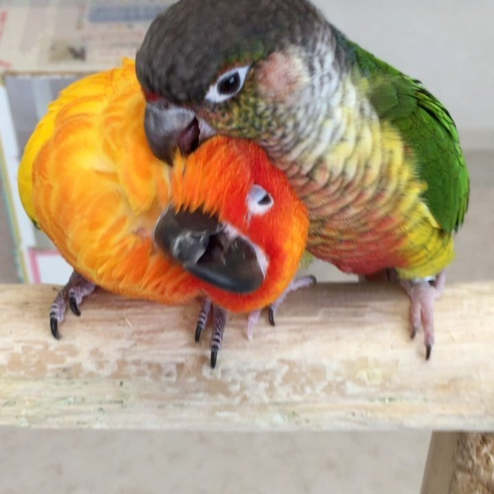 インコとオウム先生のいるお店 ふわふわインコ على تويتر 本日は 17時までオープンしています いつも仲良し ゼンちゃんと蘭丸君 佐世保 鳥カフェ ふわふわインコ 長崎 インコ オウム 木風町 烏帽子岳 ワキコガネイロウロコインコ コガネメキシコインコ