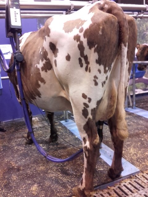 Robisback2017's tweet image. Frimousse est bien arrivée et passe à la traite!! #SIA2017 #tnla2017