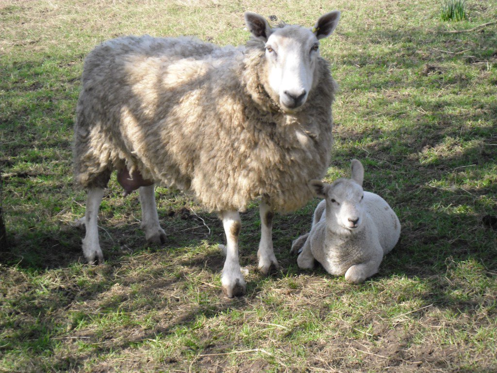 NorthDevonFarms's tweet photo. Spring is coming! https://t.co/5aBHrK6V6r https://t.co/1jbhCP0ErW