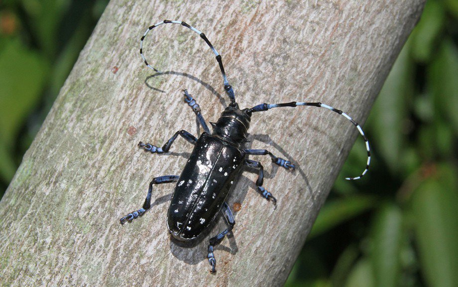 Asian longhorn beetle toronto