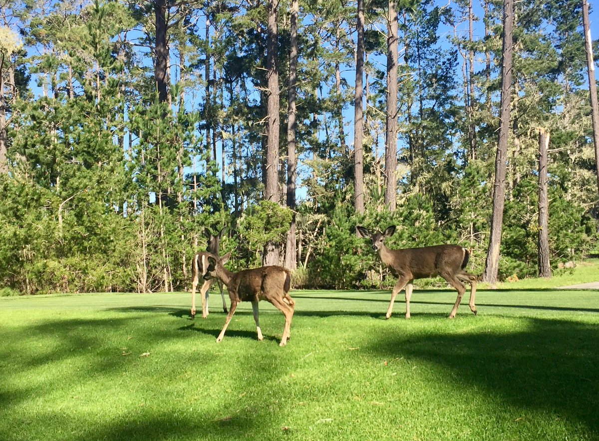 bbazzl's tweet image. Back up on Spyglass, can we play through? Btw - What's in the bag Bambi?