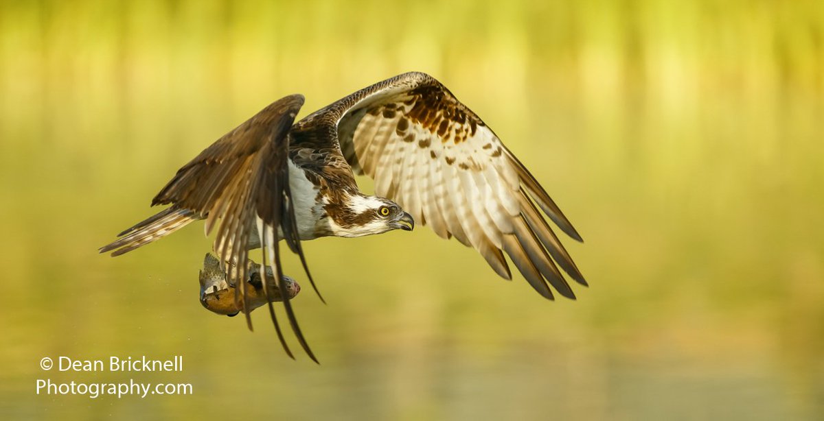 deanbricknell1's tweet photo. Ospreys and Raptor, weekend workshop 2 days 29th and 30th July only 5 places available, details here https://t.co/mKsKwbUnO9 https://t.co/FqXMCAO0NR