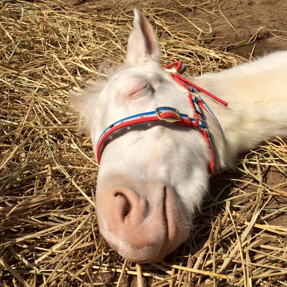 Egypt Equine Aid tweet media