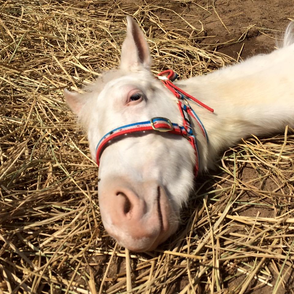 Good morning sunshine! 🌞#horses #goodmorning #equestrian