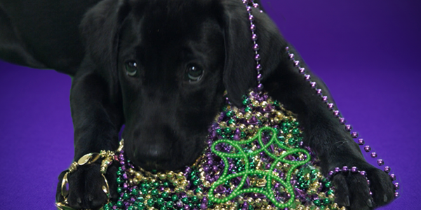 TupperLuvsESA's tweet photo. #FatTuesday? Sounds delicious! https://t.co/vM0Sg1flGk