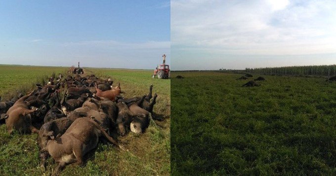 Cronica_ok's tweet photo. Mueren 200 vacas por ola de calor en La Pampa https://t.co/38dVDUHRlE #CavenaghiEstáBien #LosVeggiesFestejan #NoSeLasVanAComer #CapazQueNo https://t.co/ijkbDAJQDX