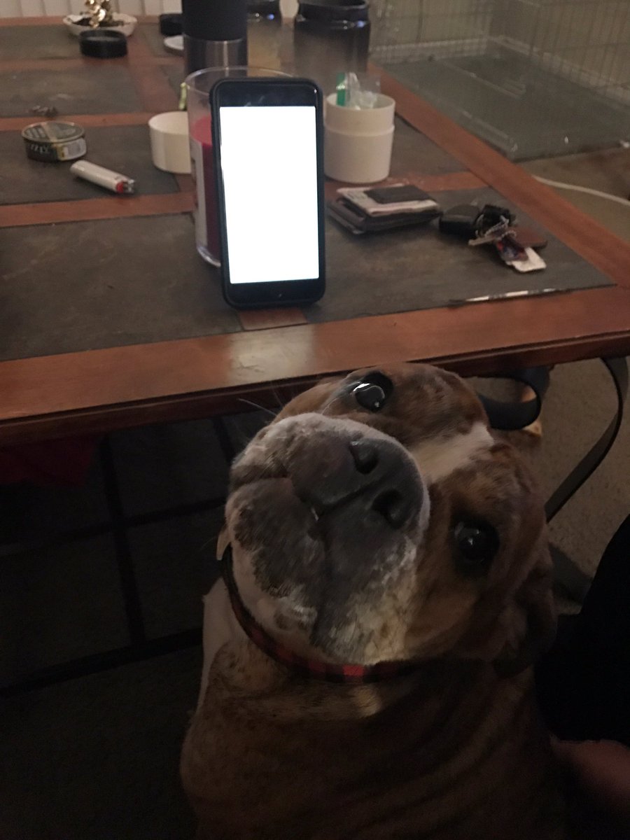 pet owners, please talk to your animals about cyber bullying, kids today can be so mean.