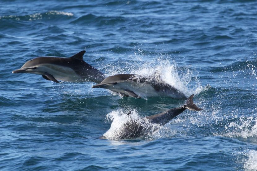 Dolphin_Project's tweet photo. BREAKING: Taiji's Drive Season Over. Read our full recap: https://t.co/vwAb7xqSky  #DolphinProject https://t.co/K8wYBxejaJ