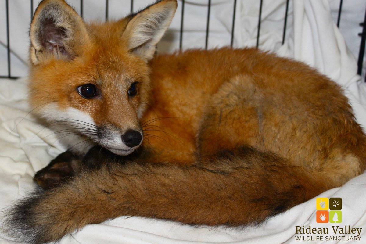 During this active breeding season, watch out for wildlife on roads- many recent patients are in our care after being hit by cars. #ottnews