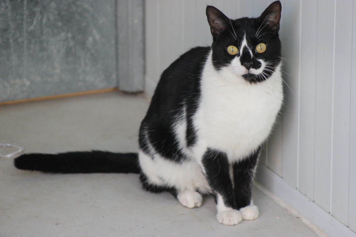 GatosAbandona2's tweet photo. ¡ADOPCIÓN PARA GUS! Este pequeñín tiene un año y medio y es muy simpático y cariñoso 😊🐱 https://t.co/10qdiknBIh