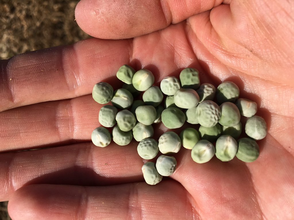 sas_sloan's tweet photo. Desiccating seed peas to ensure quality harvest samples #seed2feed #NZagriHUB @mark_evans2000 @timgortonz @olsenagri https://t.co/DZeCCSevnI