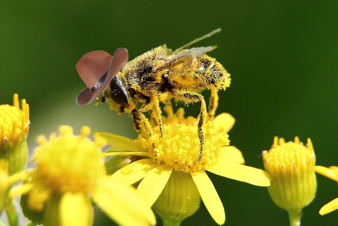 lrosegray's tweet photo. What in pollination that causes sinus inflammation https://t.co/NlbbztuJXC
