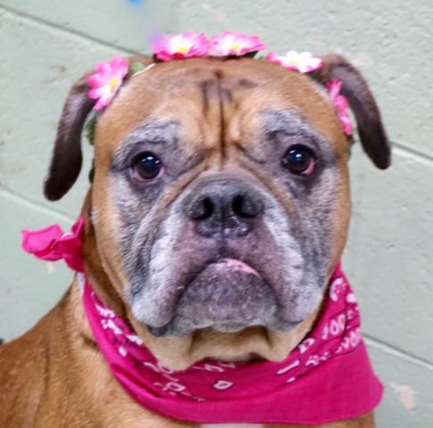 gaviota4pets's tweet photo. GINGER
https://t.co/lvWh4MQXnJ
KILL LIST
SWEET GIRL
LOVE FAMILY KID
WELL BEHAVED
HELPDOGS@URGENTPODR.ORG https://t.co/kySn48E1H6