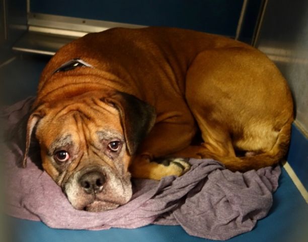 gaviota4pets's tweet photo. GINGER
https://t.co/lvWh4MQXnJ
KILL LIST
SWEET GIRL
LOVE FAMILY KID
WELL BEHAVED
HELPDOGS@URGENTPODR.ORG https://t.co/kySn48E1H6