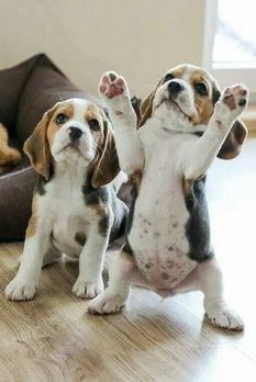 "Who has two paws and loves steak?"