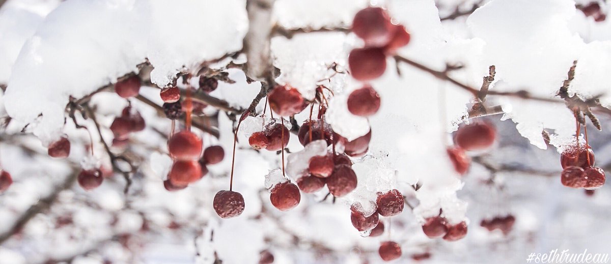 "Ripe" 
#berries #red #snow #winter #outside #outdoors #sethtrudeau #photography 
#wearenewengland #redandwhite #photooftheday #nature #red