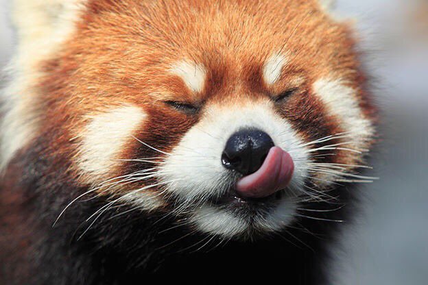 Red Panda Tongue